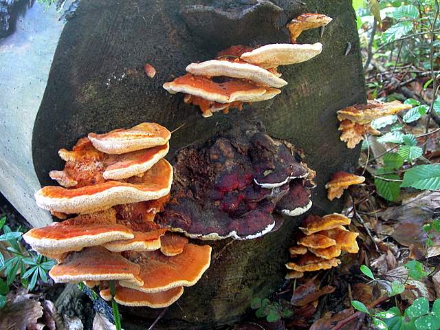 Funghi trasformisti , necrofili e sterili